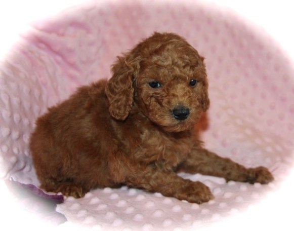 klein poodle puppies for sale