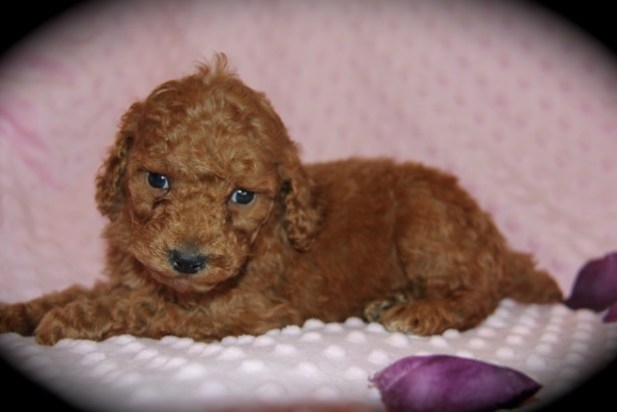 Poodle Puppies Texas, Abounding Poodles AKC Champion Toy Poodles to Austin,  TX, Toy Poodle Puppies, Responsible Breeding of Toy Poodles, Poodle Puppy