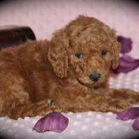 red moyen poodle puppies for sale