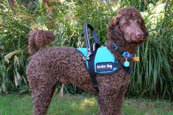 poodle psychiatric service dog