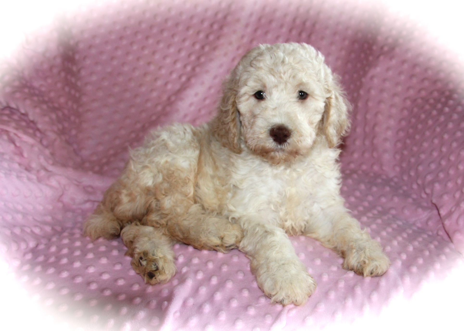 cream miniature poodle