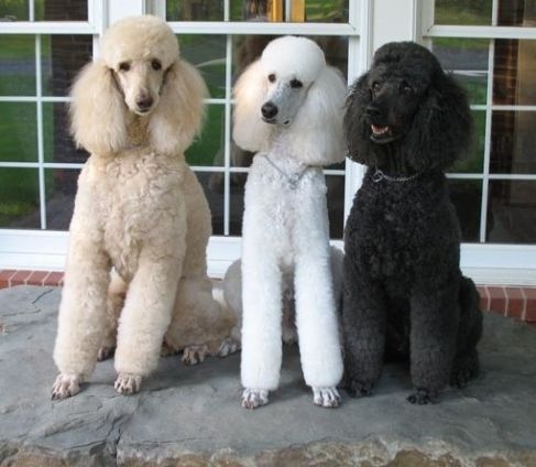 Apricot Poodle, Black Poodle and White Standard Poodles sitting sweetly together