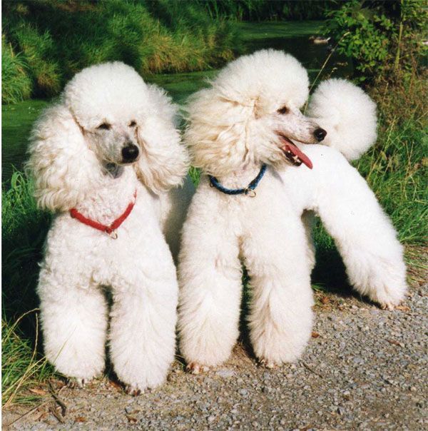 are moyen poodles hypoallergenic