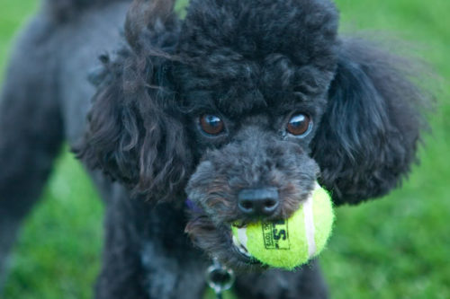 Poodles playing ball