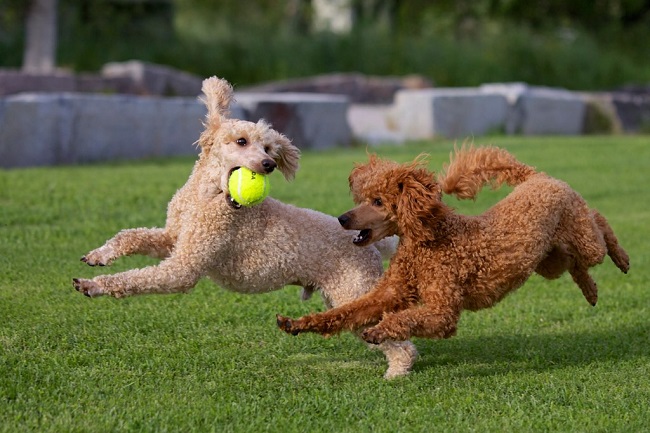 Toy Poodles. the Ultimate Toy Poodle Manual. Toy Poodles Pros and Cons,  Size, Training, Temperament, Health, Grooming, Daily Care All Included.