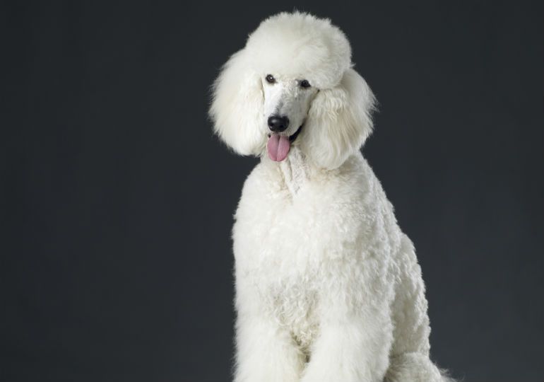 White Poodle with Colorful Nails - wide 4