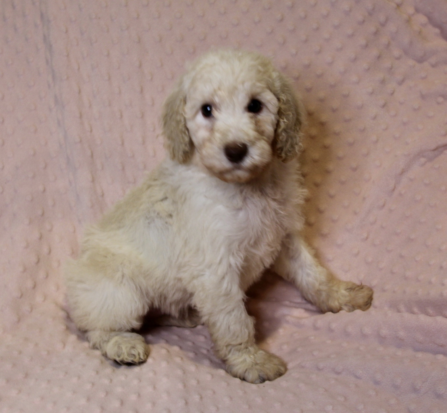 Poodle Puppies Wichita Ksrubrankings Fort Worth