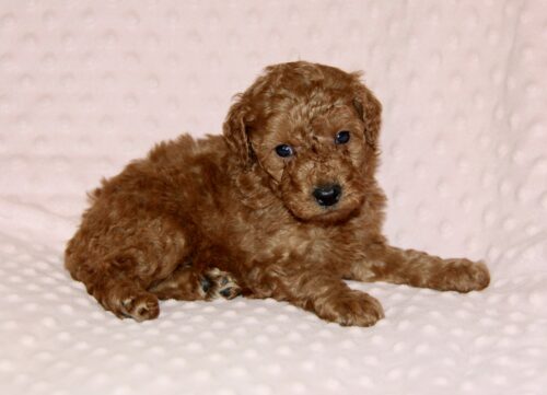 red moyen poodle